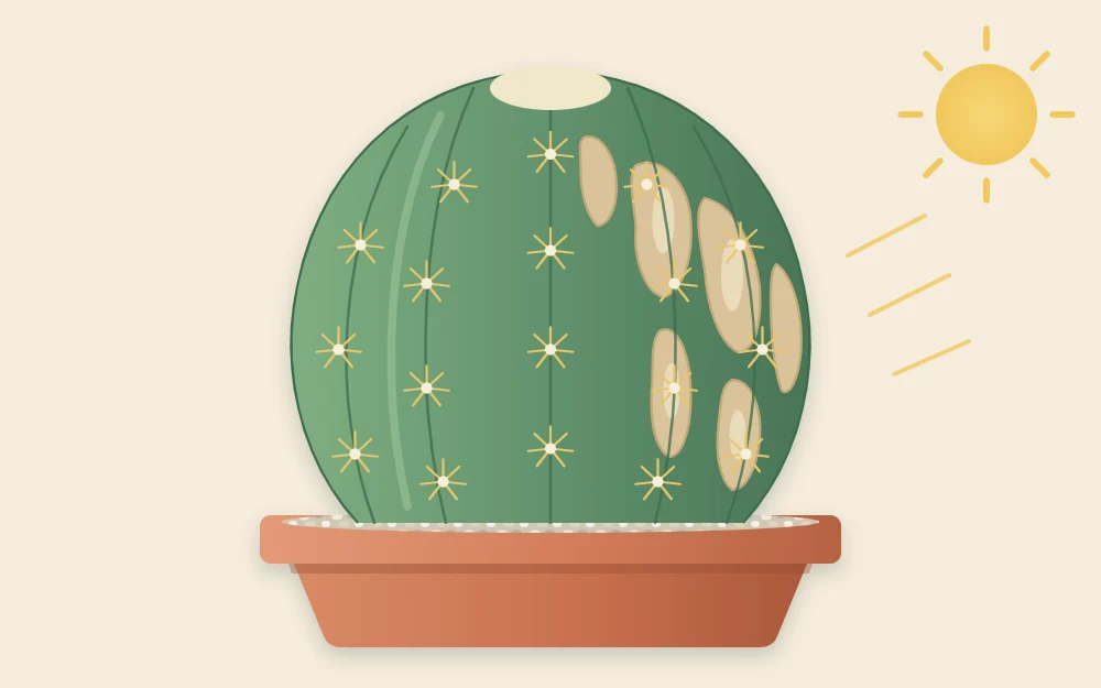 Round cactus with pale tan scorched patches on the ribs of one side while the other side stays evenly green