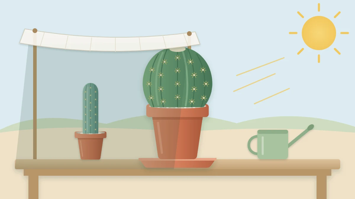 Potted barrel cactus on an outdoor table, half shaded by a sheer cloth canopy and half in bright sun