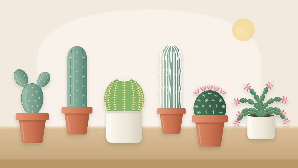 Six different potted cacti on a table: a pincushion with pink flowers, a golden barrel, bunny ears, a tall column, a white-haired old man cactus and a trailing Christmas cactus
