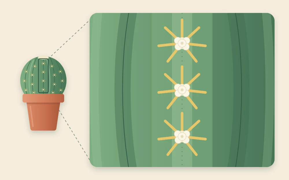 Close diagram of one cactus rib with three pale woolly areoles, each with a cluster of radiating spines