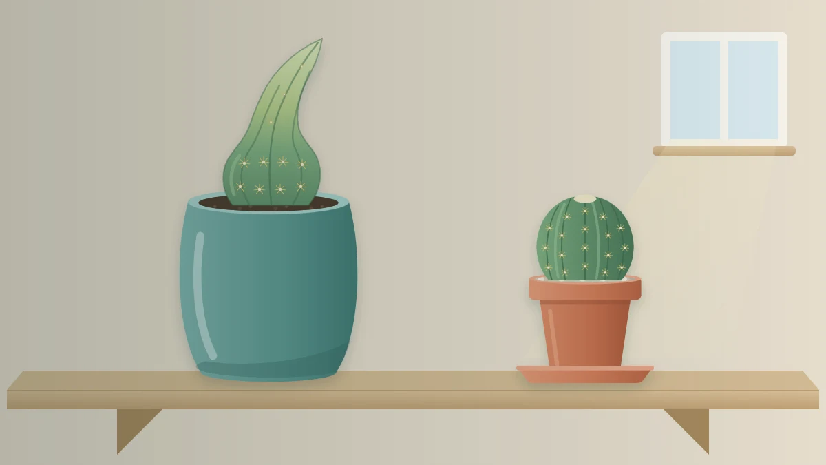 A pale, leaning cactus in an oversized glazed pot on a dim shelf beside a compact, healthy round cactus in a small terracotta pot