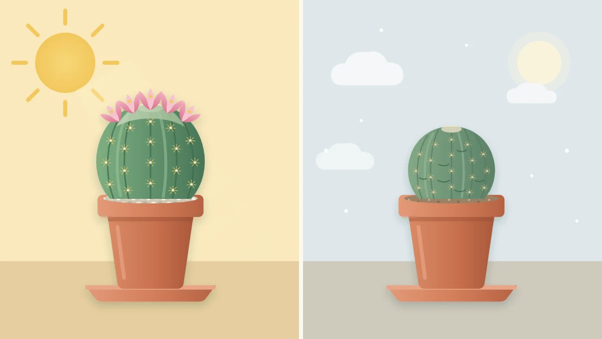 The same round potted cactus shown twice: flowering with fresh growth under a summer sun, and slightly shrunken without flowers under a pale winter sky