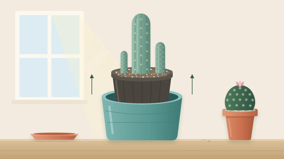 A glazed ceramic outer pot without a hole holding a plastic nursery pot with a small columnar cactus, the inner pot lifted slightly