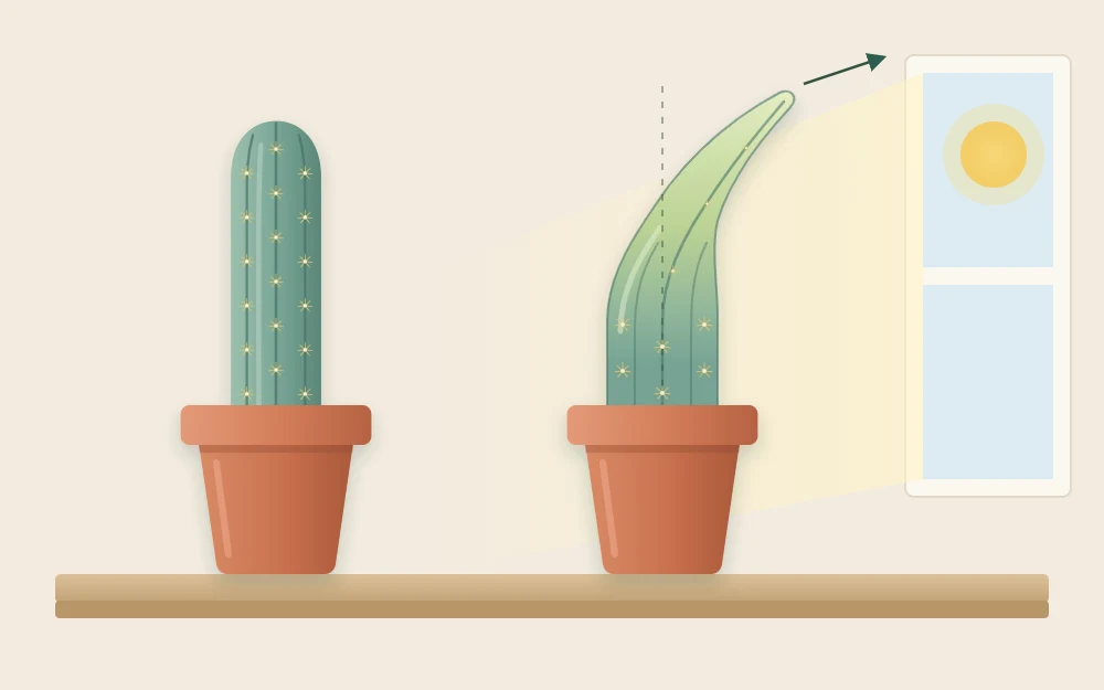 Two potted columnar cacti: a sturdy, evenly thick column beside one with a thin, pale top leaning toward the light