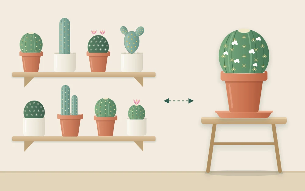 A single potted cactus set apart on its own small table, away from a shelf of other potted cacti