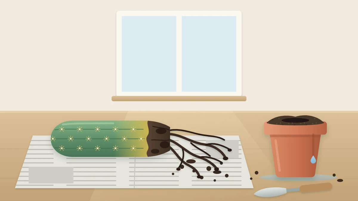 A cactus lifted from its pot with dark, limp roots and a blackened base, lying on newspaper beside the pot of wet soil