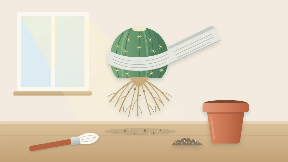 Round cactus held in a newspaper sling above a table, pale healthy roots hanging in a loose fan, with the empty pot and a soft brush beside it