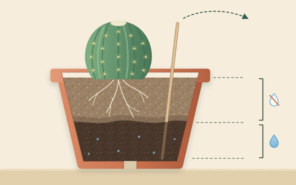 Cutaway of a terracotta pot with a wooden skewer pushed deep, the upper soil pale and dry and the lower soil darker and damp