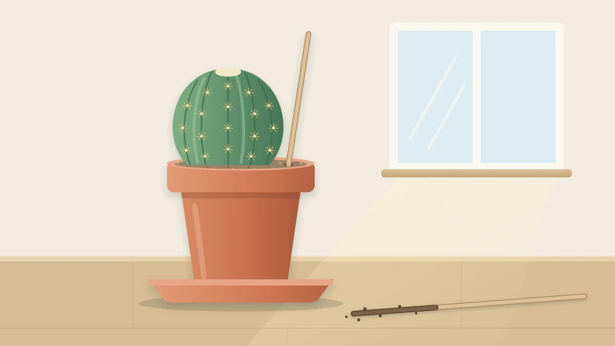 A wooden skewer standing in the soil of a potted round cactus, with a second skewer on the table showing a darker damp lower end