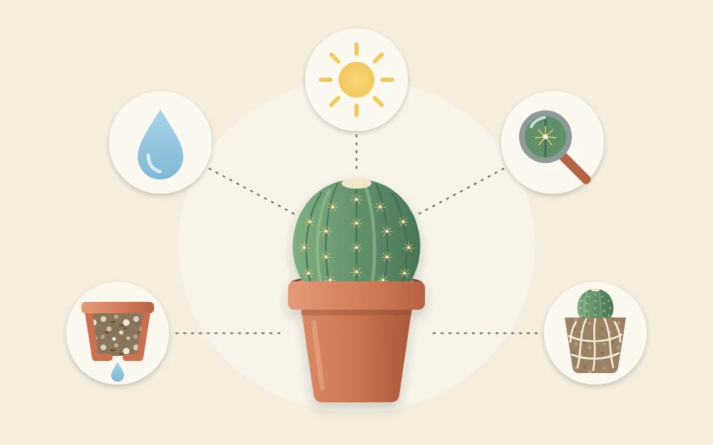 Potted cactus surrounded by five icons: a sun, a water drop, a pot with a hole, a magnifying glass and a root ball