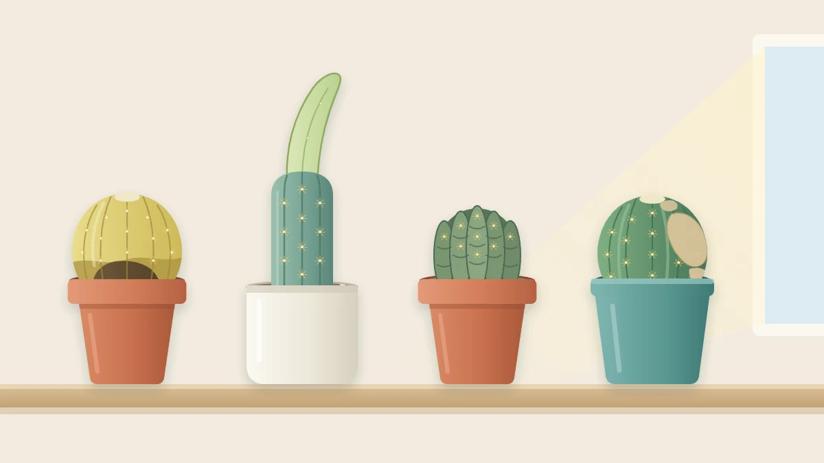 Row of four potted cacti: a yellowing globe, a column with a thin stretched top, a shrunken wrinkled barrel, and a globe with tan patches on one side