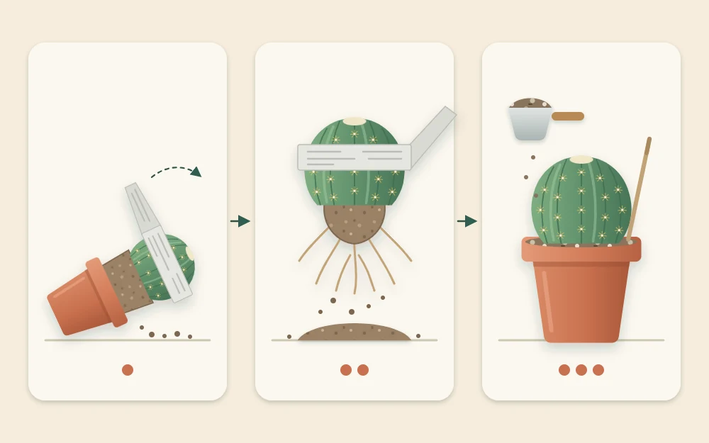 Three steps in a row: a cactus in a newspaper sling sliding from a tipped pot, its root ball cleaned of old soil, and the plant set in a new pot