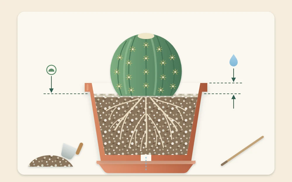 Cutaway of a newly repotted cactus with roots spread in gritty mix, the plant at soil level and a gap below the pot rim