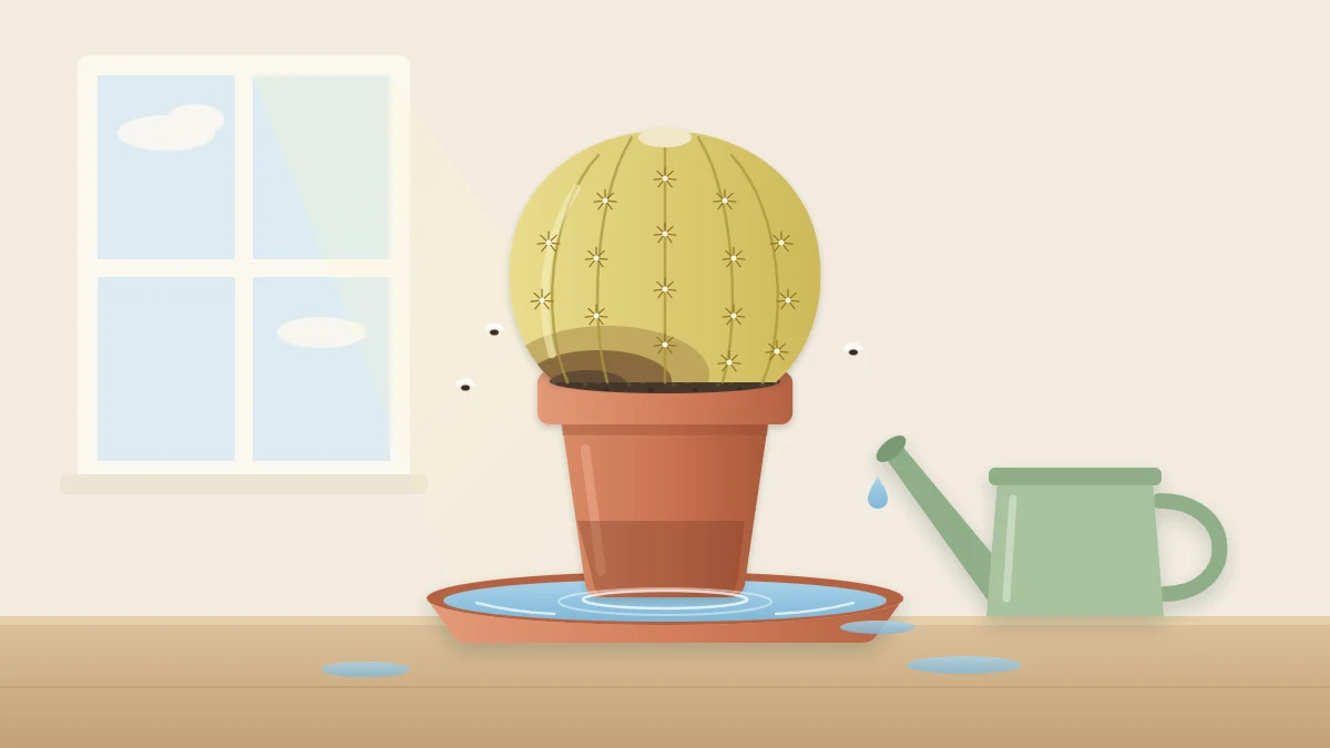 A pale yellowish round cactus with a darker soft patch near the soil line, in a pot standing in a saucer full of water