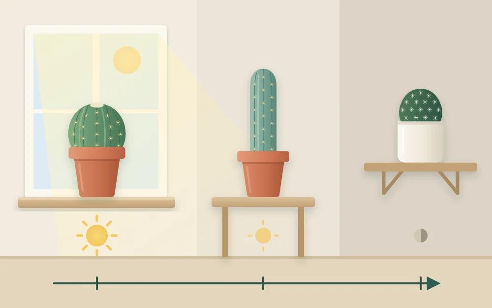 A window seen from inside with potted cacti at three distances: on the sill in a bright beam, on a side table in softer light, and on a far shelf in shade